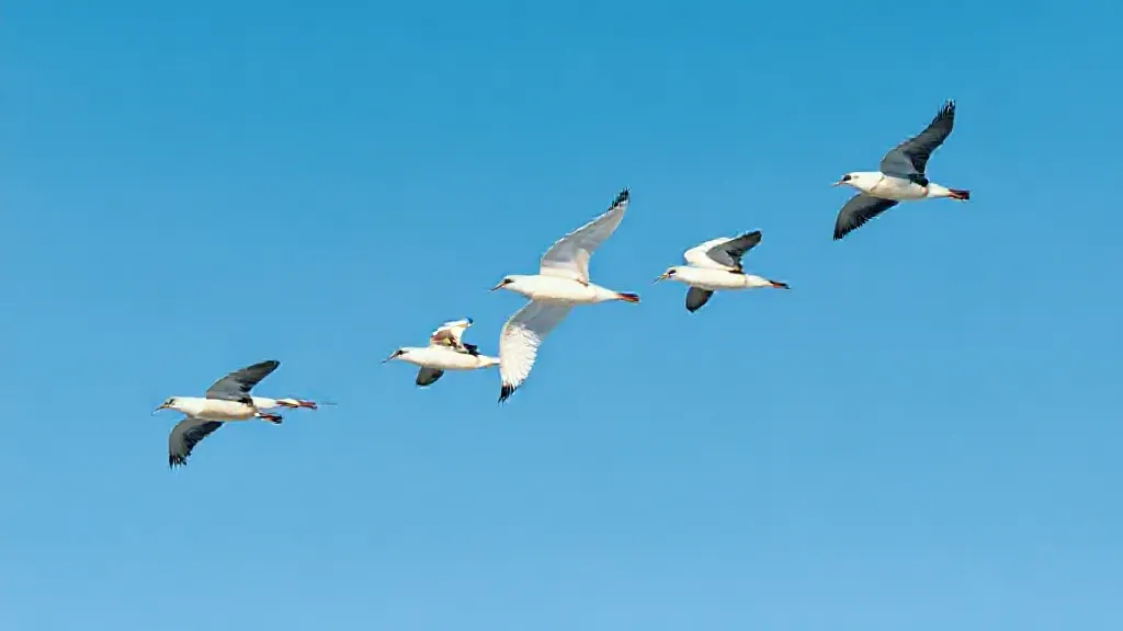 Why Do Some Birds Fly in V-Formation?